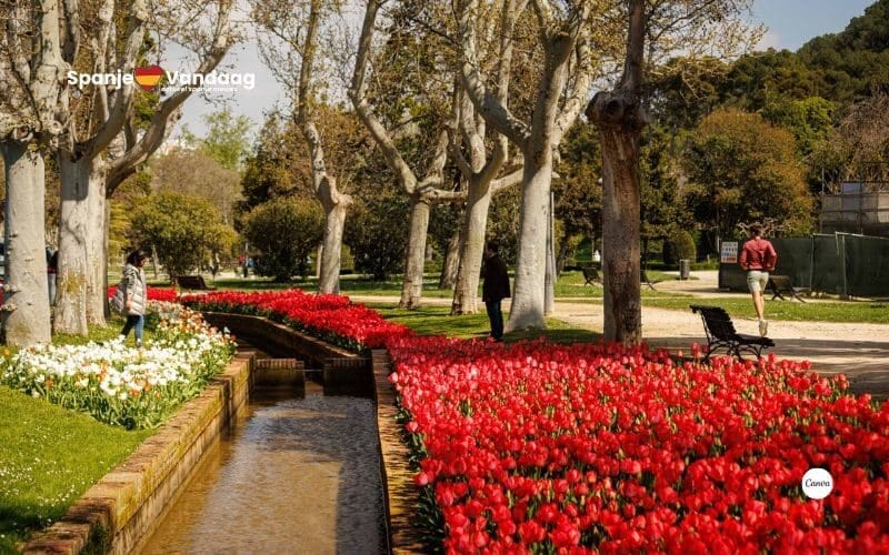 Zaragoza wordt opnieuw een kleine Keukenhof met duizenden bloeiende bloemen en de ’tulpenroute’