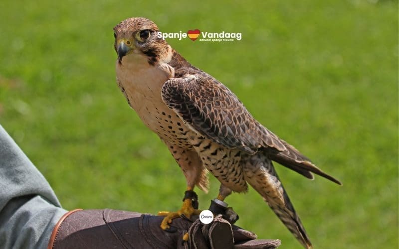 Kustplaats Salou zet roofvogels in om duivenoverlast op natuurlijke wijze te bestrijden