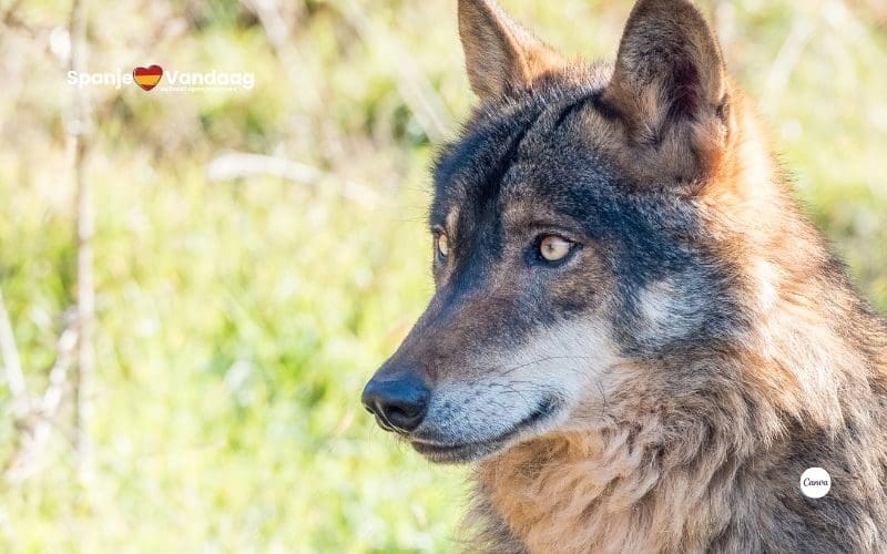 Cantabrië wil 41 wolven laten afschieten na wetswijziging in Spanje