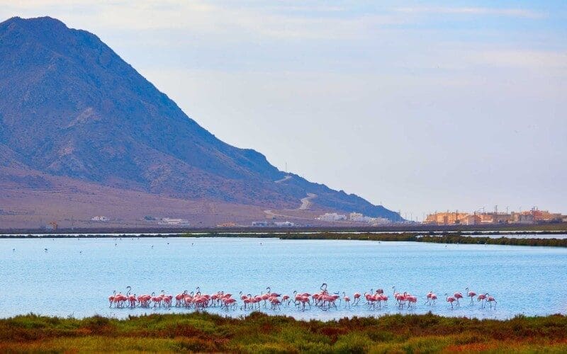 Zoutvelden van Cabo de Gata in Almería gaan open voor bezoekers met leuke routes