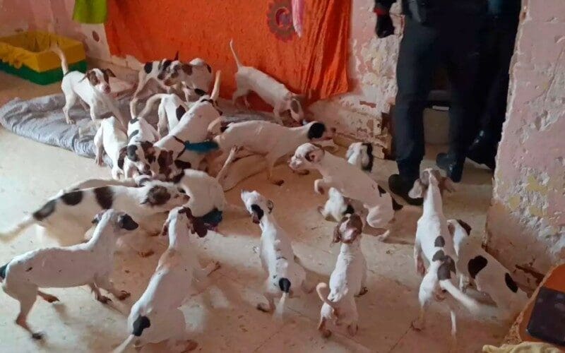 Vrouw in Málaga leefde met 33 honden en 9 katten in erbarmelijke omstandigheden