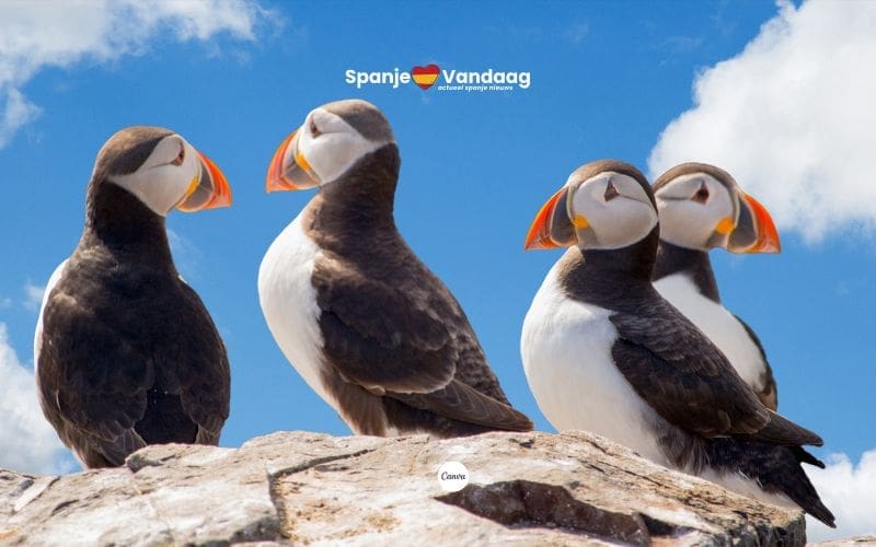 SpanjeVerhaal: vreemde vogels in Spanje