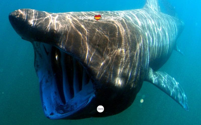 De waarneming van een reuzenhaai met jong voor de kust van Marbella is zeldzaam