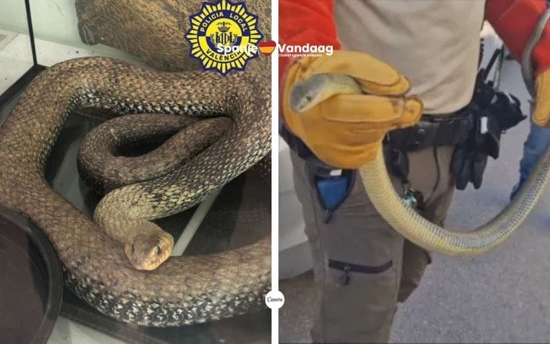 Man vindt drie meter lange slang in de motorruimte van zijn auto in Valencia