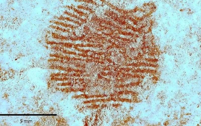 Oudste menselijke vingerafdruk ter wereld ontdekt in Spanje