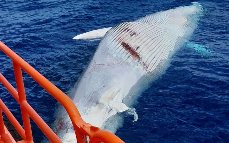 Dode walvis van 14 meter aangetroffen voor de kust van Gran Canaria