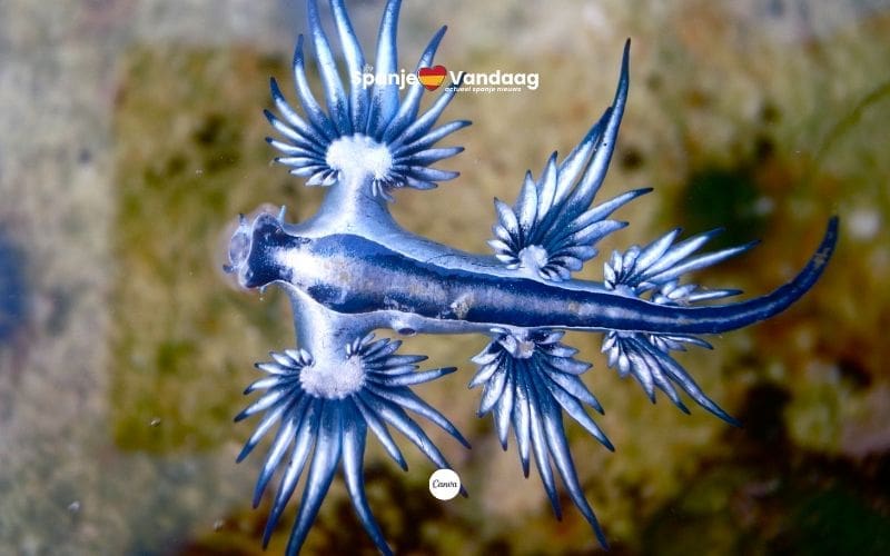 Zeldzame ‘blauwe draak’ duikt na drie eeuwen op bij Mallorca