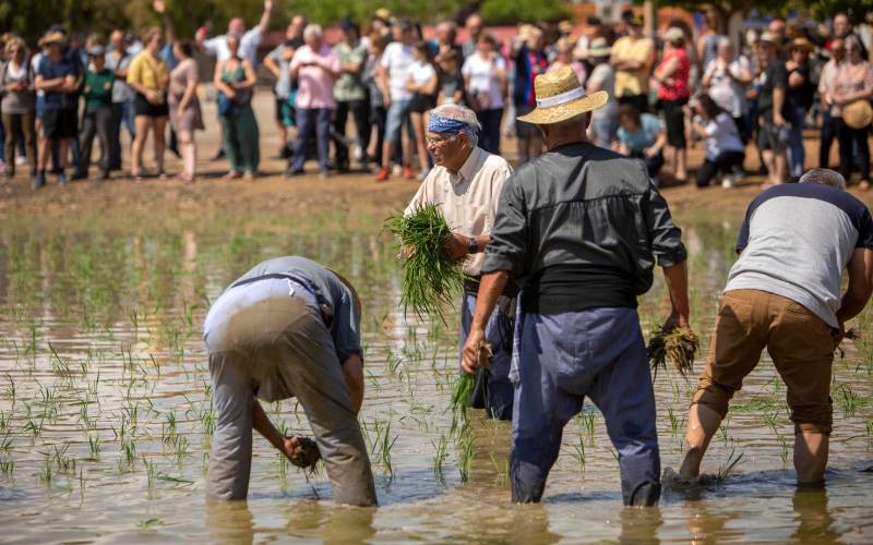 Deltebre in Tarragona viert traditioneel rijstfeest
