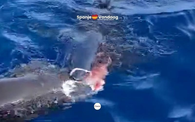 Haai eet in bijzijn van toeristen griend-walvis op voor kust van Tenerife