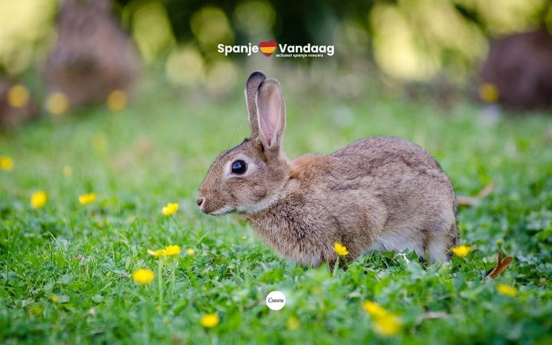 Konijnenplaag zorgt voor noodsituatie en jachtmaatregelen in Málaga