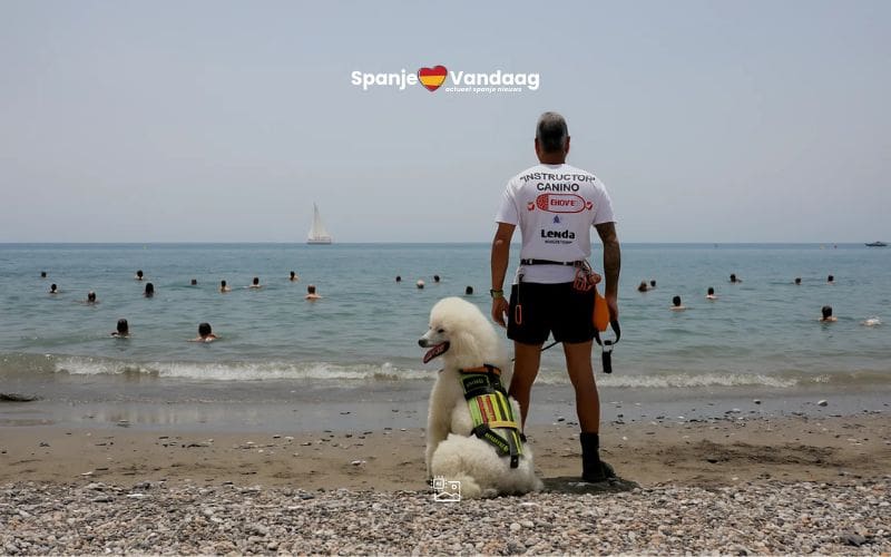 Poedel Nilo helpt als reddingshond op een strand aan de Costa del Sol