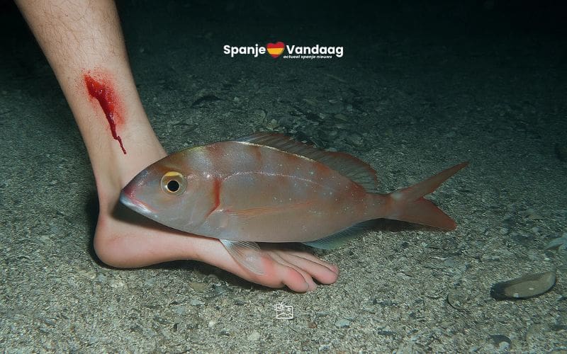 Bijtende visjes zorgen voor bloedende badgasten bij strand op Mallorca