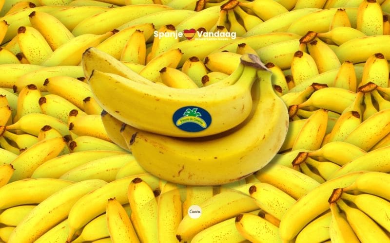 Wat is het verschil tussen ‘plátanos’ en ‘bananas’ in Spanje?
