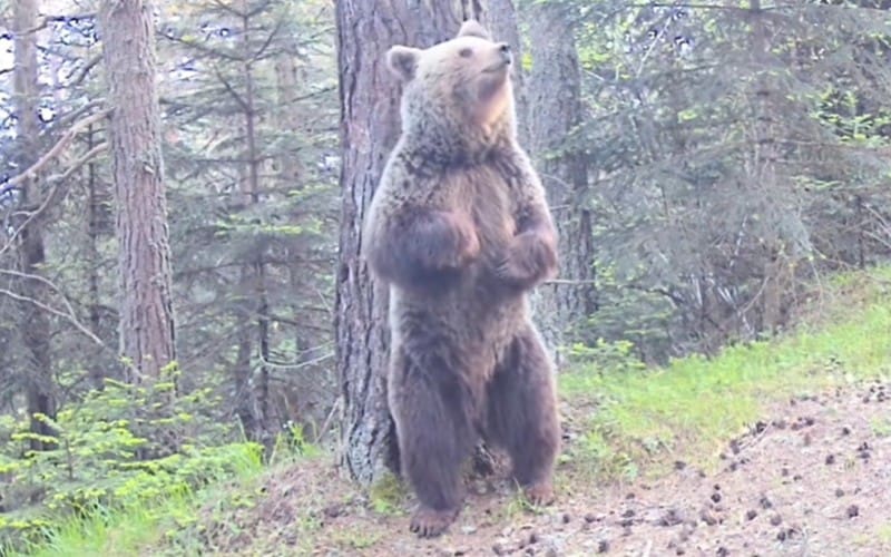 Jonge natuurliefhebber legt met verborgen camera wilde beren vast in de Pyreneeën