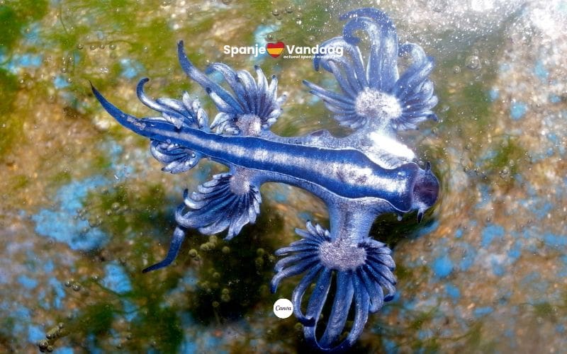 Strand op Canarisch Eiland gesloten na vondst giftige blauwe draken