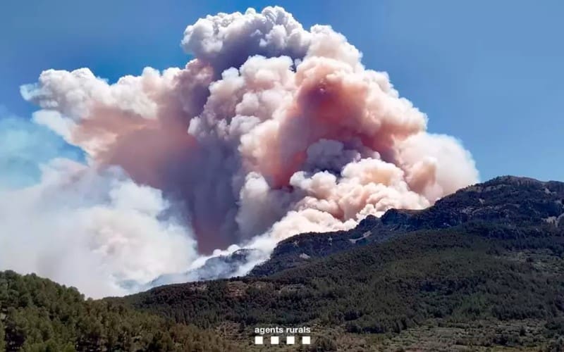 @agentsruralscat / X