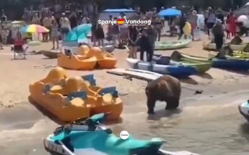 Video van bruine beer op een strand in Asturië blijkt nep