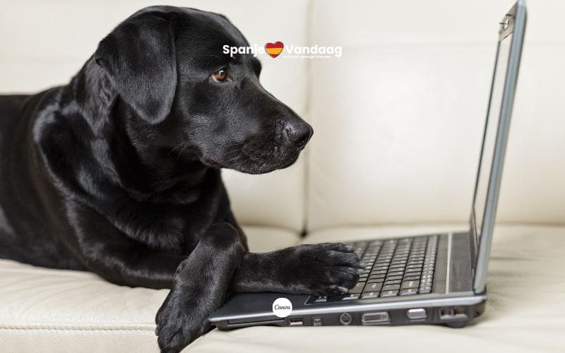 Informatie over de verplichte cursus voor hondenbezit in Spanje