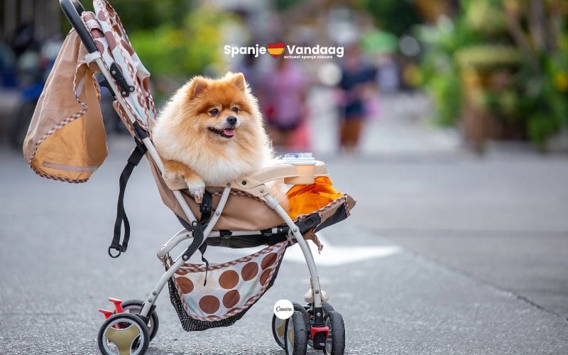 Steeds meer ‘hondenouders’ in Spanje die miljarden uitgeven aan hun huisdieren