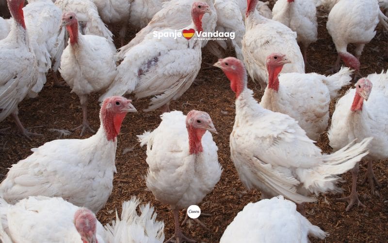 Vogelgriep opnieuw vastgesteld op kalkoenenboerderij in Extremadura