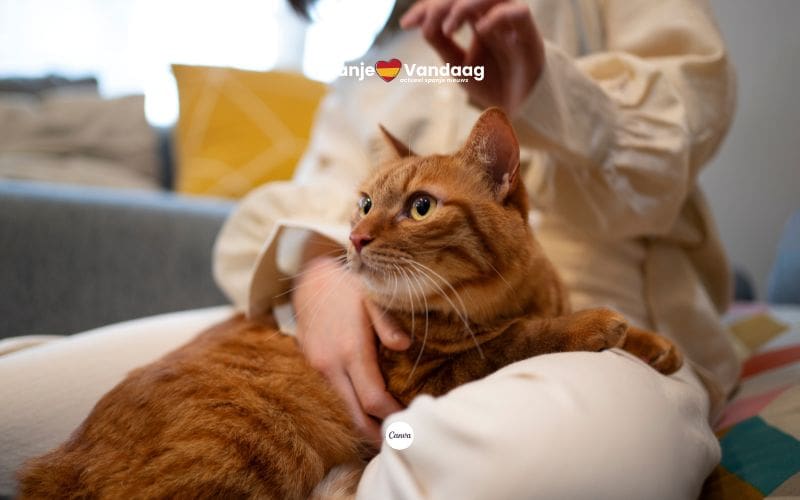 Spanje scherpt de regels aan voor katteneigenaren