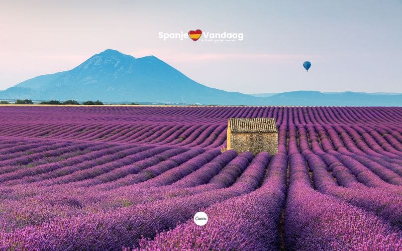 Lavendelsector in Spanje stort in nu de prijzen met 70 procent zijn gedaald