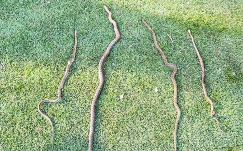 Buurtbewoners Es Fornàs vangen in eigen actie 227 slangen op Ibiza