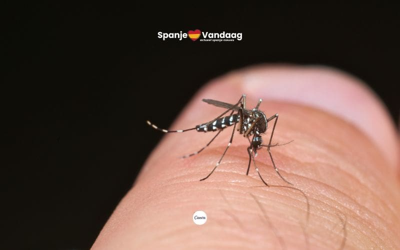 Regio Valencia laat 28 miljoen steriele tijgermuggen los om overlast te stoppen