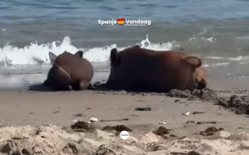 Wilde zwijnen zoeken verkoeling op stranden van Málaga