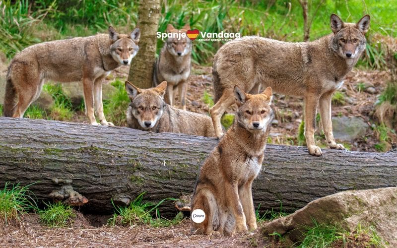 Spanje telt meer wolven, maar aantal blijft nog te laag