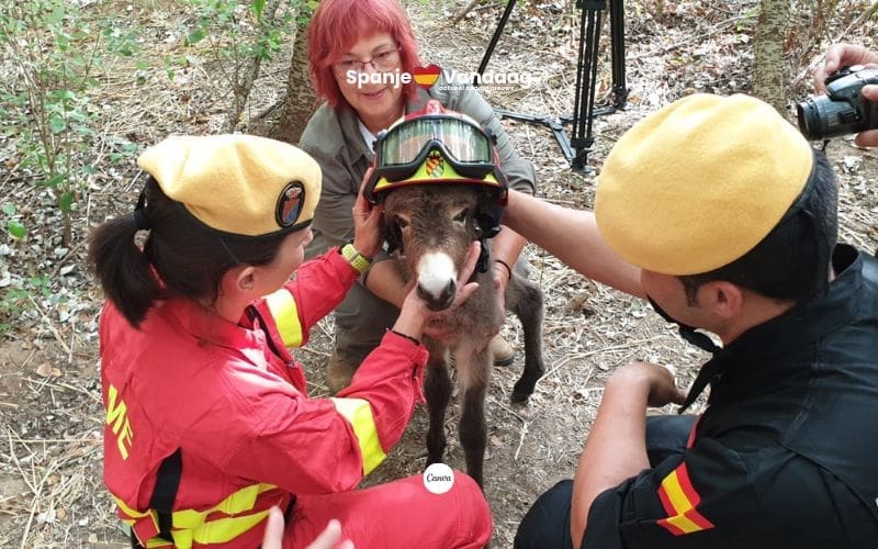 Waar brandweer-ezels grazen zijn geen natuurbranden in Spanje