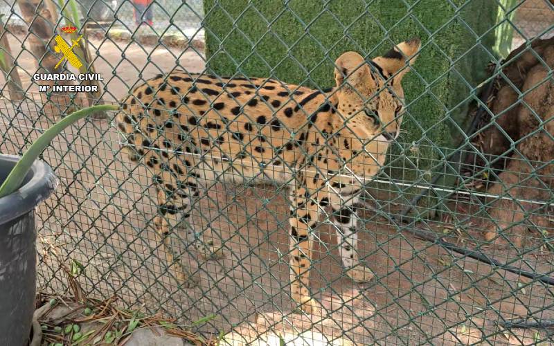 Illegale privé-dierentuin in Castellón met 150 exotische dieren opgerold