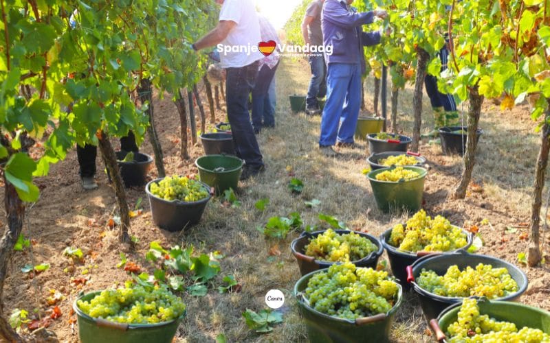 13.500 Spanjaarden helpen mee bij de Franse druivenoogst in 2025