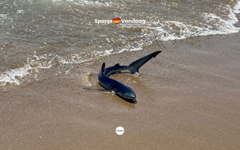 Blauwe haai zwemt Gavá-strand op nabij Barcelona