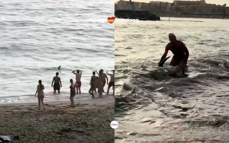Strandgangers proberen op het strand gezwommen haai te redden op Tenerife