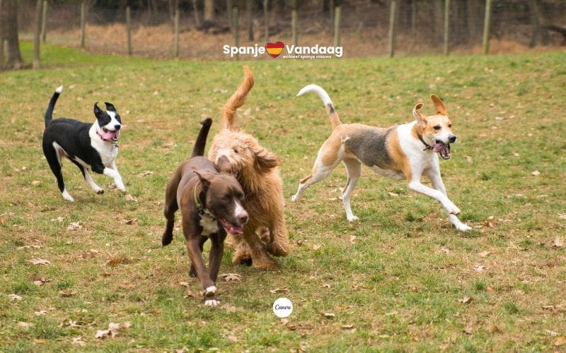 Rustplaatsen langs Spaanse snelwegen zijn niet huisdiervriendelijk genoeg