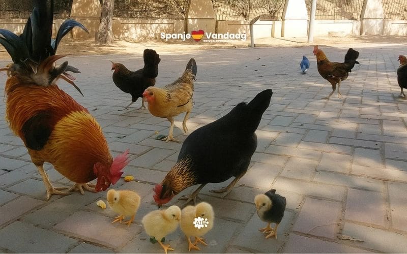 Honderden kippen nemen de straten van Torrevieja over