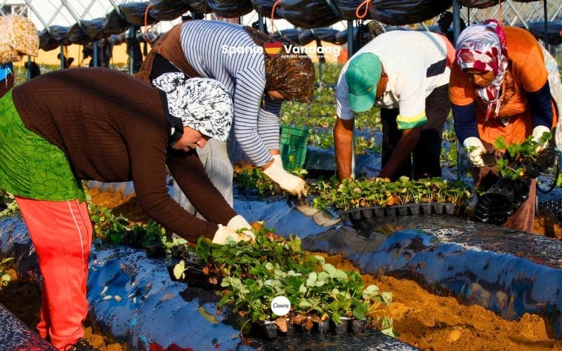 Citrusteelt draait op migranten, want het tekort aan Spaanse landarbeiders groeit