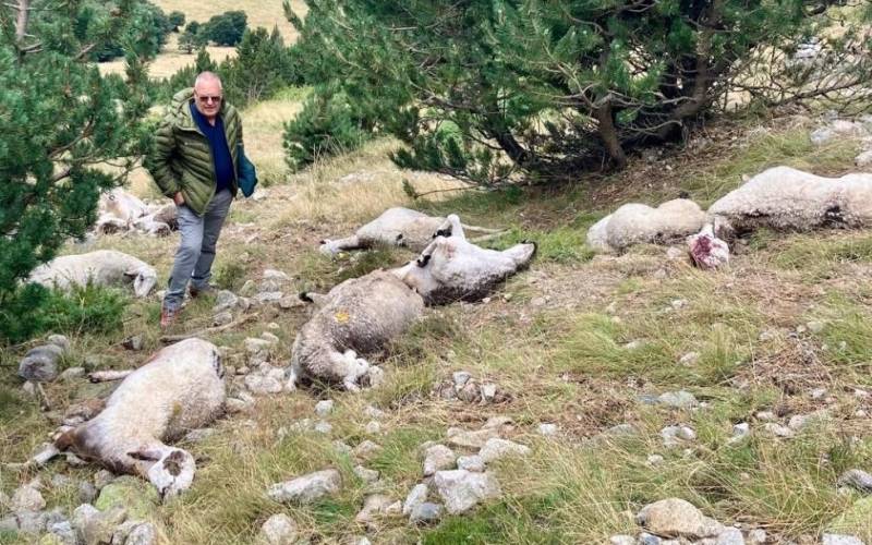 Blikseminslag doodt meer dan 200 schapen in de Pyreneeën