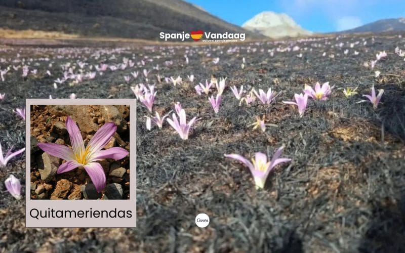 De ‘quitameriendas’ zijn de bloemen van hoop na bosbranden in Spanje