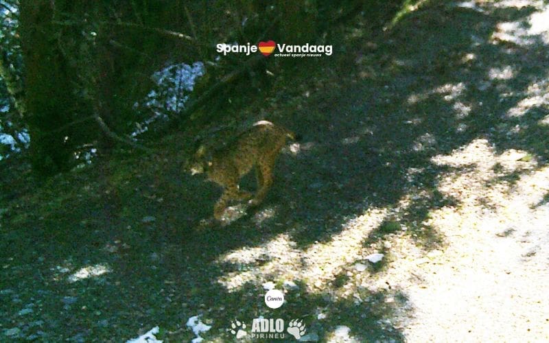 Eerste Iberische lynx ooit gespot in de Spaanse Pyreneeën