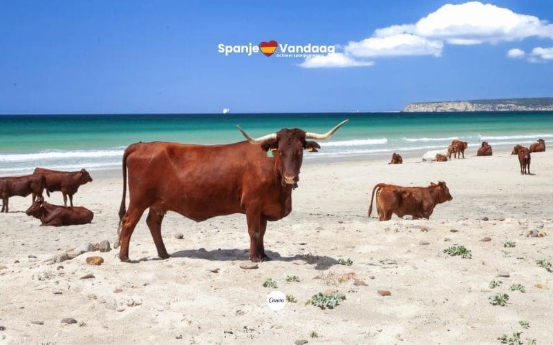 Koeien verrassen toeristen op het strand van Cádiz