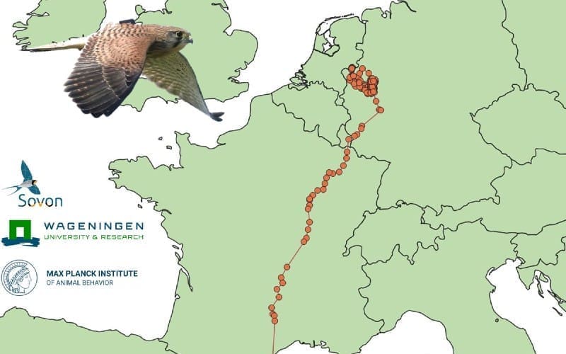 Nederlandse torenvalk strijkt neer aan de Costa Brava