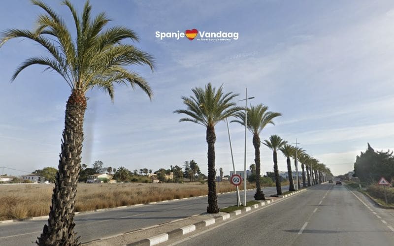 Gemeente Denia moet 132 palmbomen weghalen vanwege verkeersveiligheid