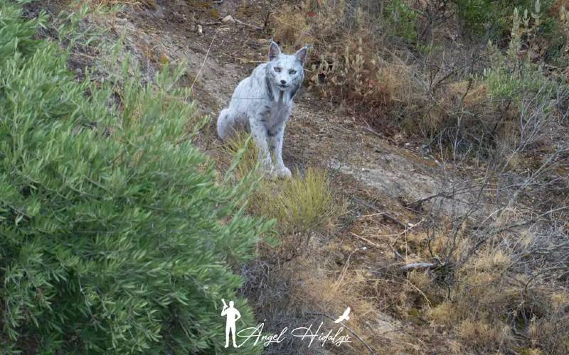 Unieke witte Iberische lynx gefotografeerd in Jaén