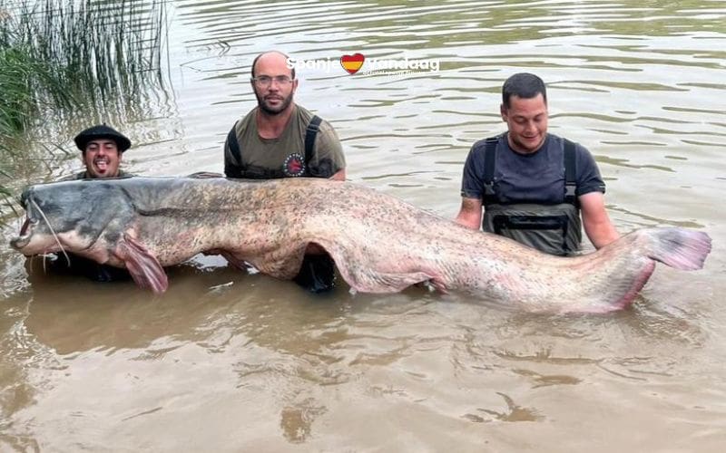 Grootste riviermonster ooit van 2,81 meter gevangen in Spaanse rivier
