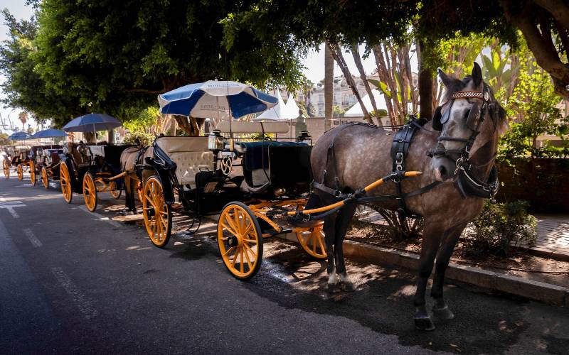 Gemeente Málaga verbiedt paardenkoetsen, maar wat gebeurt er met de paarden?