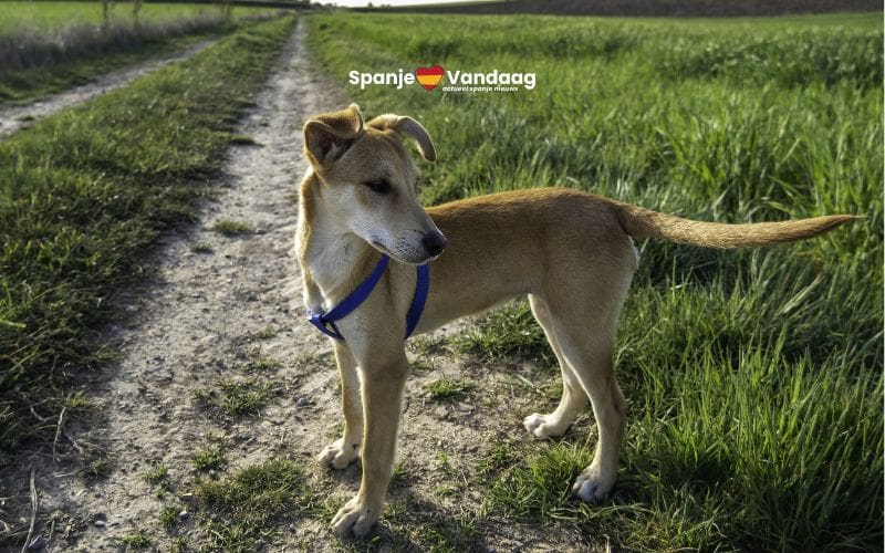 Spanjaard krijgt 18 maanden cel voor het doodslaan van een hond die bij zijn kippen kwam