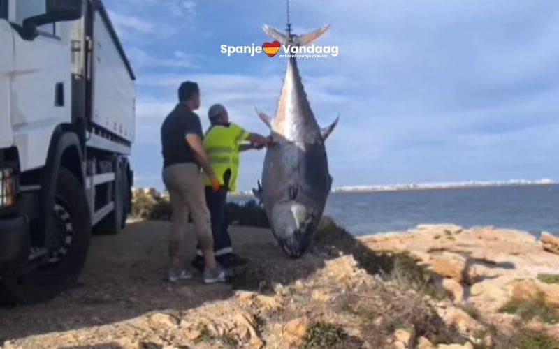 Reusachtige tonijn van 376 kilo zorgt voor opschudding aan kust bij Torrevieja