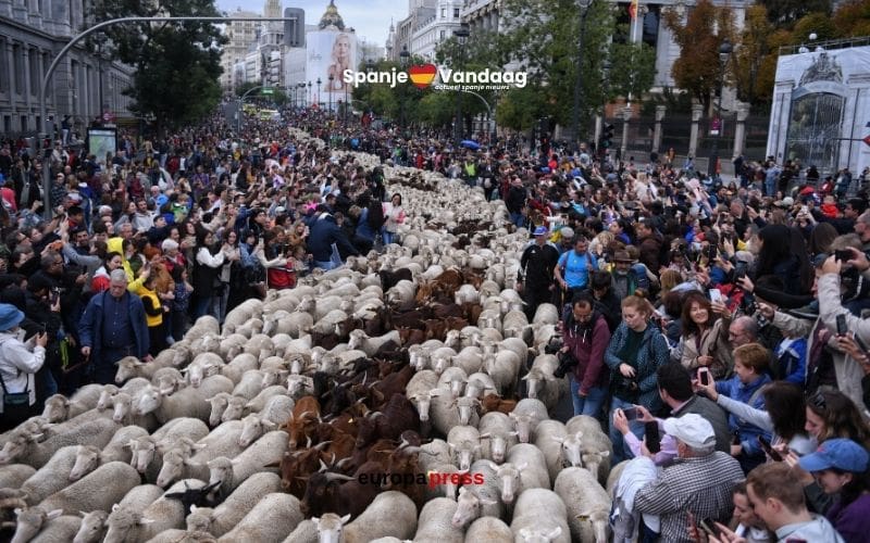Meer dan duizend schapen en geiten trekken door Madrid om eeuwenoude traditie levend te houden